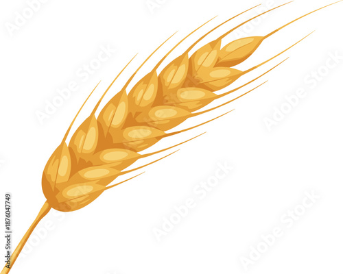 Golden wheat ear illustration, ripe barley spike isolated on white background for agriculture farming harvest bread packaging branding design