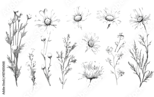 투명한 배경에 그려진 다양한 데이지 꽃과 식물들의 흑백 수채화 일러스트 모음