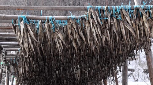 Walleye pollock, drying pollock, 황태, 명태, 덕장