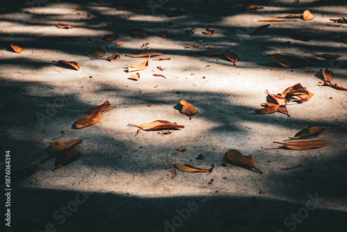 Photos Dry brown leaves on concrete floor with tree shadows