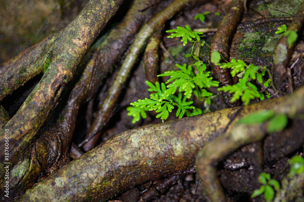 Fototapeta premium Lush Green Fern Among Tree Roots in a Dark Forest Setting