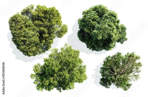 Four different green tree tops viewed from above on a white background