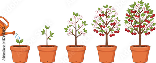 Growth stages of cherry tree in pot from sprout to fruit bearing plant with watering can vector illustration