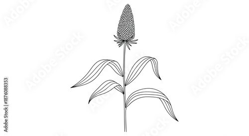Stalk of grain millet or sorghum with long leaves and a heavy seed head shown as a detailed black line drawing.