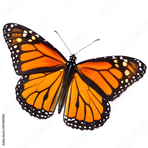 A vivid image of a Monarch Butterfly with its wings spread wide, showcasing its striking orange and black pattern with white spots.