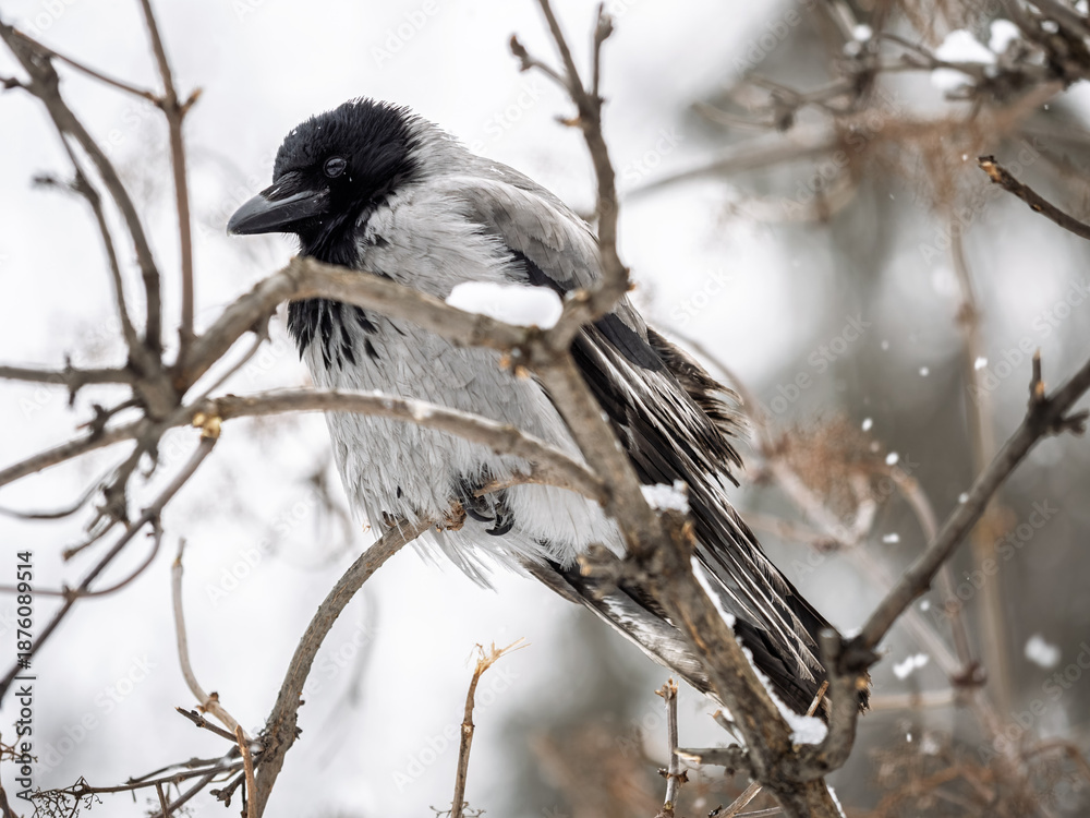 Obraz premium A hooded crow sitting on a tree