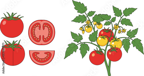 Fresh Tomato Illustration Set with Whole, Sliced Tomatoes and Ripe Tomato Plant on Vine