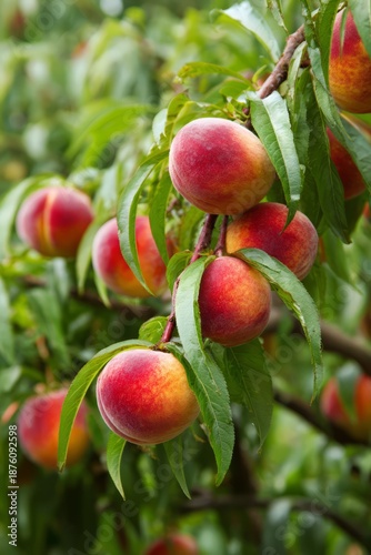 Ripe peaches hanging on branch in orchard, vertical