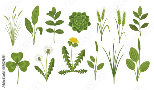 Realistic green grasses herbs and wild plants flat vector set isolated on transparent background