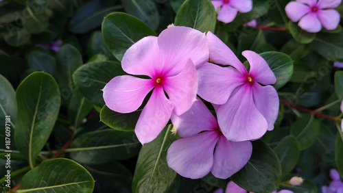 a violet Madagascar Periwinkle -Catharanthus roseus flowers, pink and purple flowers,