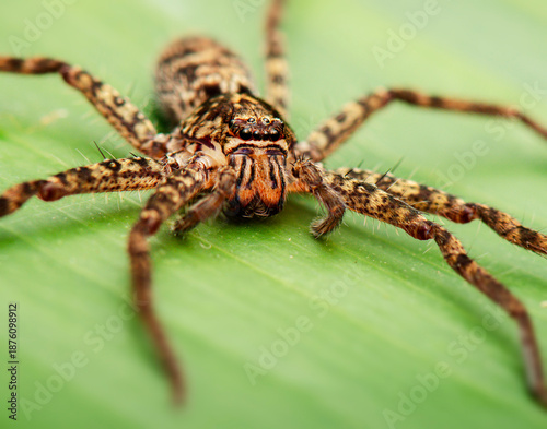 Australian Jungle Huntsman spider or Heteropoda jugulans.