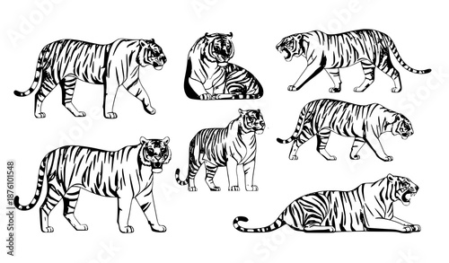 Flat vector wildlife illustration set of tigers in various poses wild predator animals