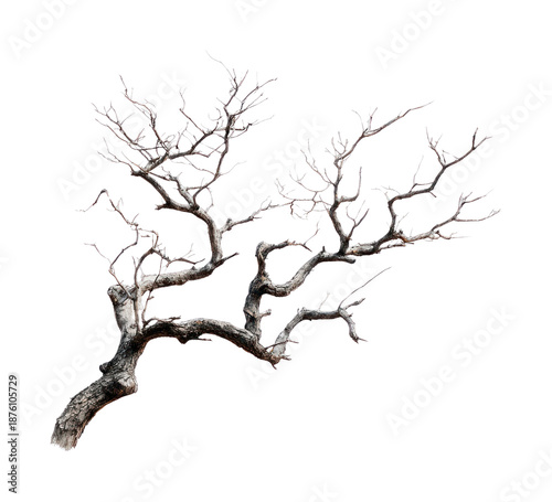 PNG Minimalist artistic tree branch illustration.