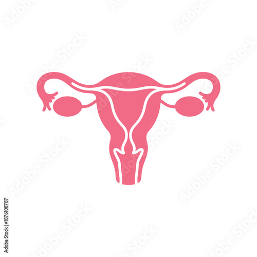 a pink uterus with white lines on a white background