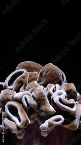 Growing jelly mushroom growing time lapse 4k footage.