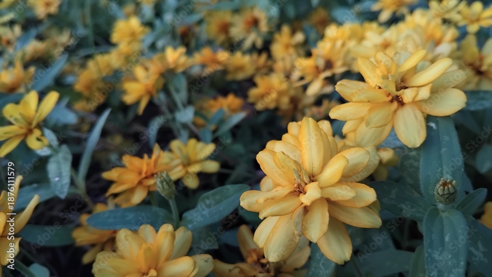 Fototapeta premium Melampodium yellow flowers in the garden