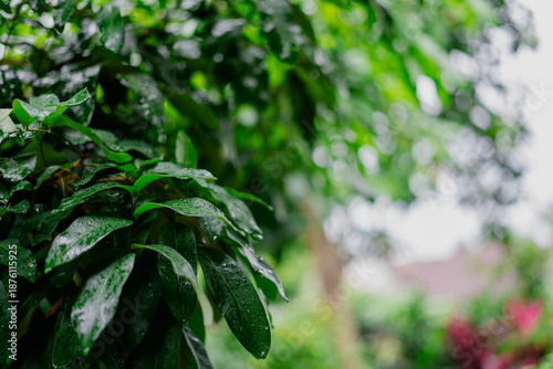 Fresh Green Leaves After Rain with Soft Bokeh Background