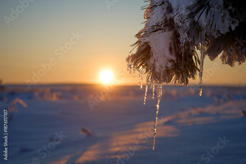 Frosty pine branches with snowflakes at sunrise or sunset in winter landscape with blurred background and warm sunlight
