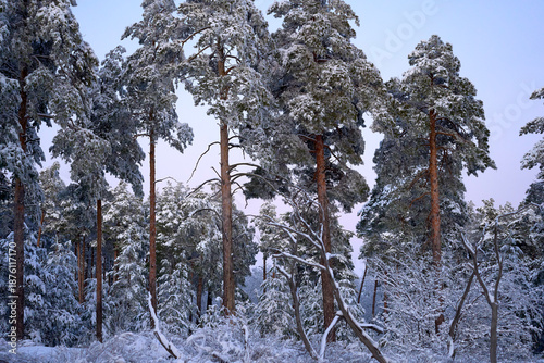 Magical winter forest scene at sunset with snow covered pine trees and vibrant purple sky