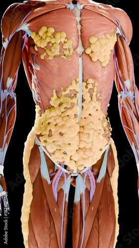 Weight loss Comparison. man body transformation. Before and after a thick and thin waist, Fat belly before and slim fit perfect abs after fast weight loss process. alpha channel. fat burn, 3d render