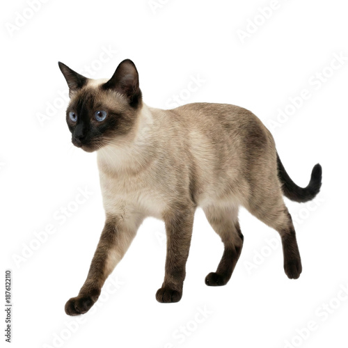 A Siamese cat with blue eyes walks on a transparent background