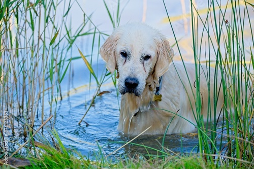 Cream English Golden Retriever Swimming in a Lake in Latvia