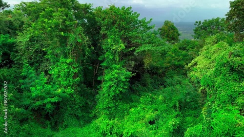 Landscape Windblown Green Leaves, Overgrown Creeping Plant and Trees with Butterflies and Insect Fly Record Video from Temple. Ban Dong Noi, Sakon Nakhon, Thailand. 07 NOV 2024, P.M./ Real Time Video