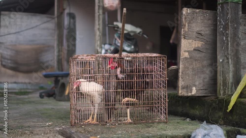 A black and a white chicken kept in a traditional wire cage in a rural village setting. The scene reflects everyday life of small-scale poultry farming in the countryside and traditional agricultural 