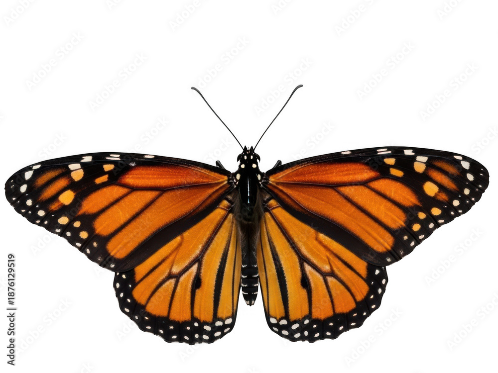 Fototapeta premium Monarch butterfly isolated transparent background