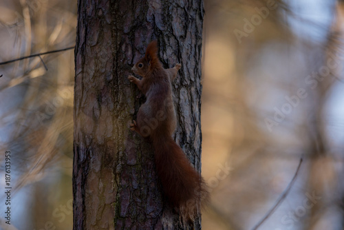 A close-up of red squirrel (Sciurus vulgaris) climbing vertical on tree trunk is able hanging head up or down in autumn nature. Warm toned wildlife take with rodent animal.