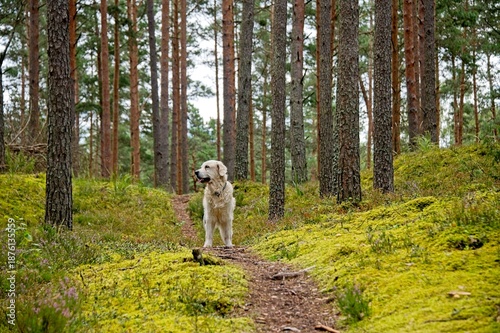 Cream English Golden Retriever in a Forest