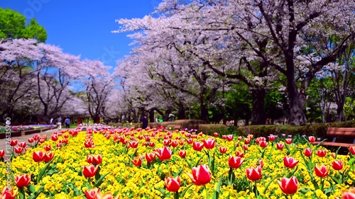 Wallpaper Mural チューリップと満開の桜並木 Torontodigital.ca