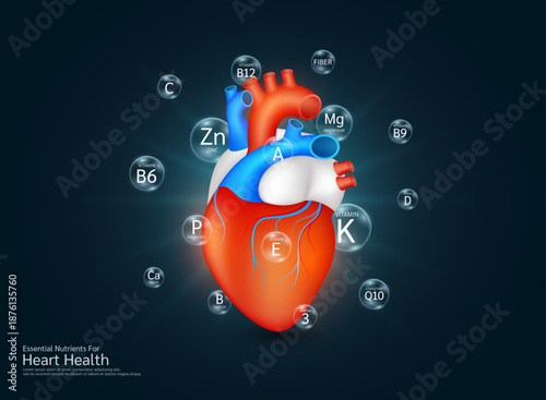 Essential nutrients for heart human. Heart organ surrounded with bubble translucent Minerals Zinc Phosphorus Magnesium Omega 3 Vitamins B12 B6. Supplement for healthy. Health care medical. Vector.