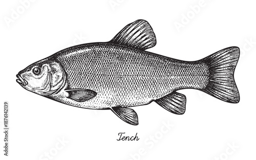 Foto Tench Freshwater Fish engraving vector illustration