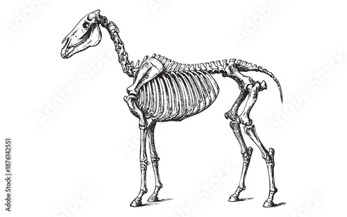 Anatomical Skeleton of a Horse or Equine engraving vector illustration