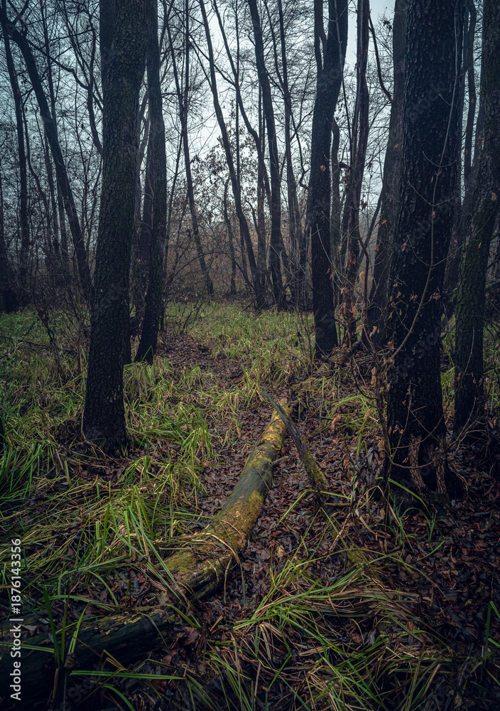 Obraz premium Autumn woods
