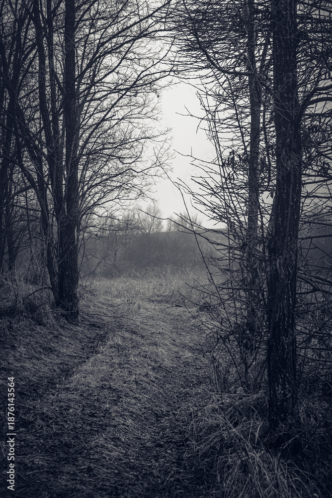 Obraz premium Autumn woods