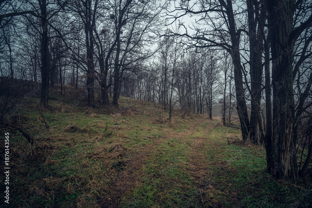 Fototapeta premium Autumn woods