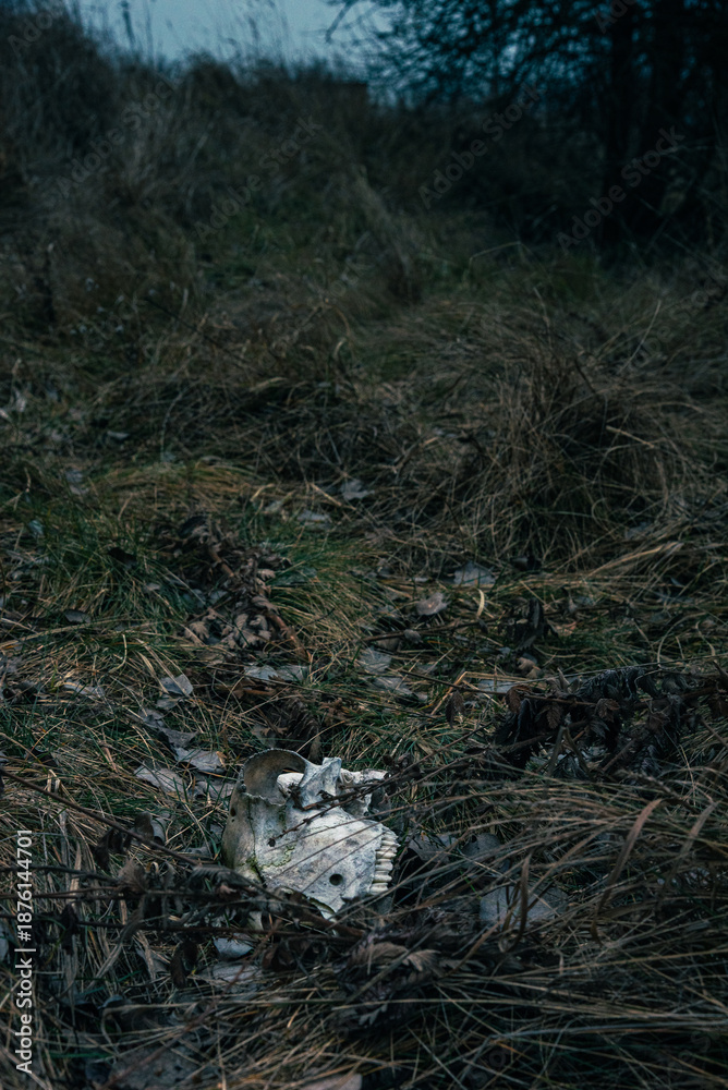 Fototapeta premium Nature beauty