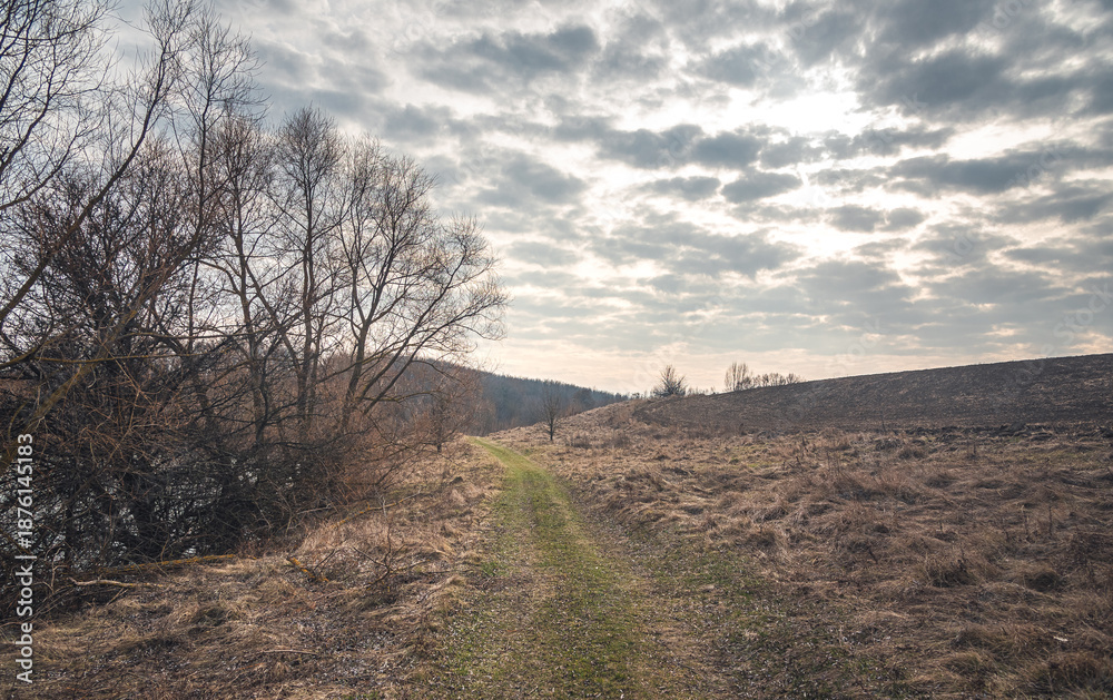 Obraz premium Autumn woods