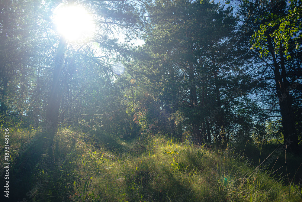 Fototapeta premium Summer landscape