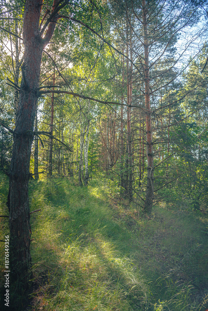 Obraz premium Summer landscape