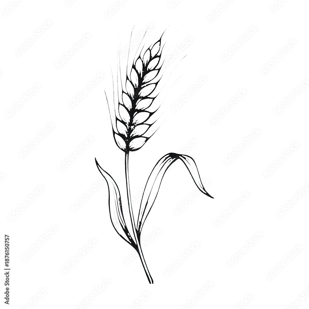 Obraz premium PNG Elegant wheat sketch on white.