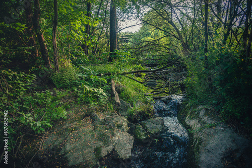 Summer landscape