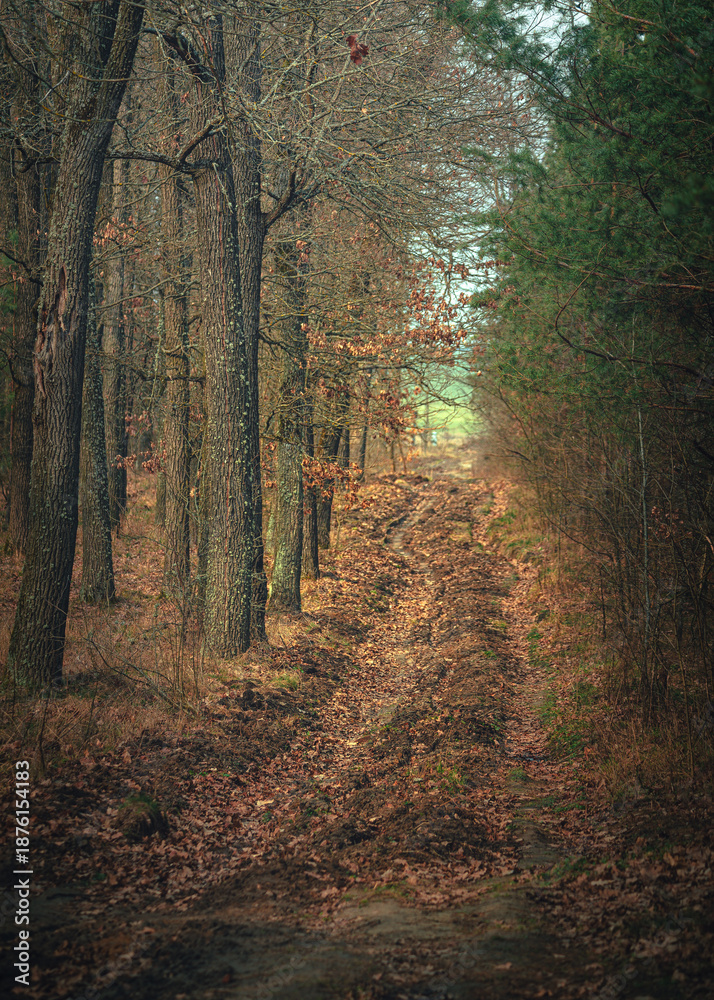 Obraz premium Autumn woods