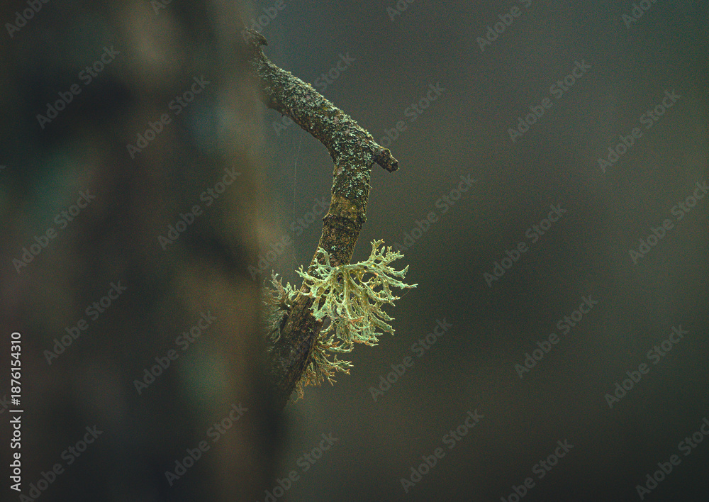 Fototapeta premium Nature beauty