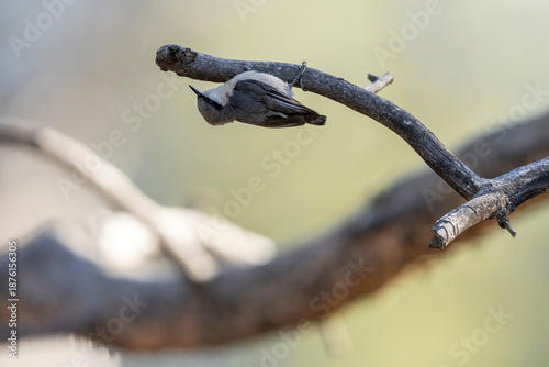 Photos Wild pygmy nuthatch foraging for food in a park in Colorado.