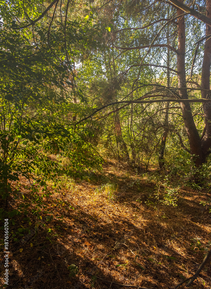 Fototapeta premium Summer landscape