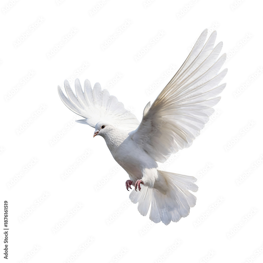 Obraz premium Flying White Dove in Full Wing Span