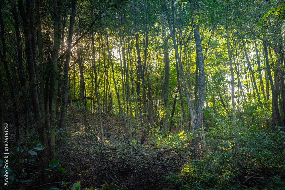 Obraz premium Summer landscape